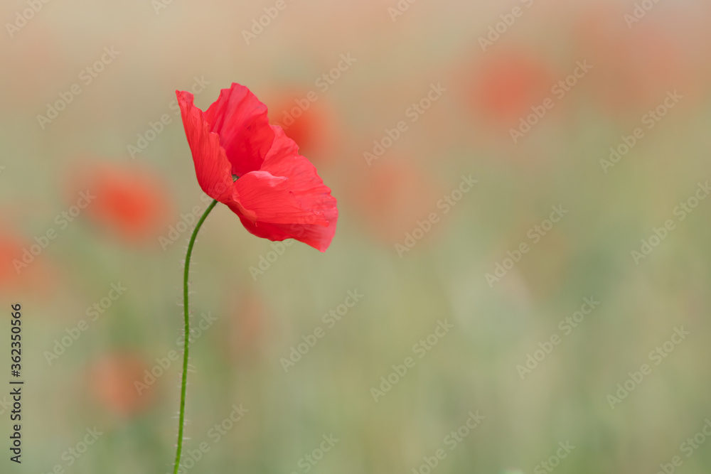 Obraz premium poppy in the field