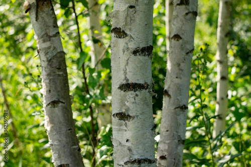 Fototapeta Naklejka Na Ścianę i Meble -  Trunks of young white birches on a sunny summer day