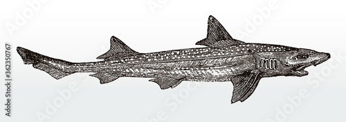 Threatened common smooth-hound, mustelus, a shark from the Eastern Atlantic Ocean and the Mediterranean Sea in side view after an antique illustration from the 19th century
