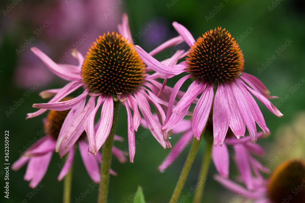 Close up of a few coneflowers (Echinacea) in a garden with the focus on the front petals Close up of a few coneflowers (Echinacea) in a garden with the focus on the front petals