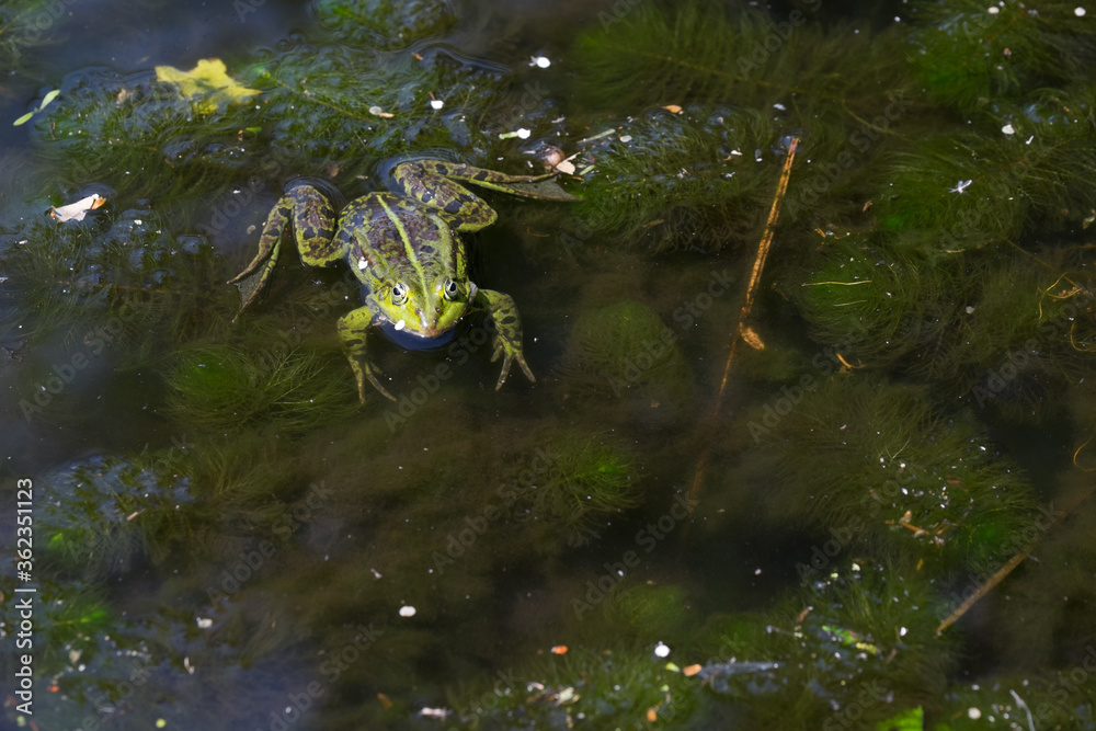 Obraz premium Rana Esculent, green frog swimming in a pond full of weeds