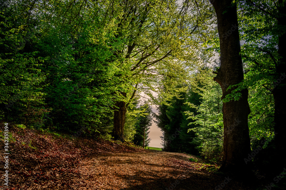 Obraz premium footpath in the woods