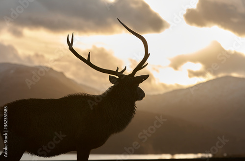 Highland stag with huge antlers silhouetted against dramatic angry winter sky with mountains and Loch Tulla in the background Scotland Scottish highlands 