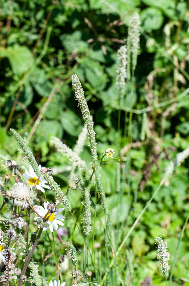 flowering meadow foxtail grass in uncultivated meadow flowering meadow foxtail grass in uncultivated meadow