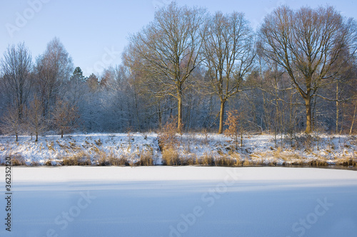 Winter landscape with horizontal row of trees and sun. In the front of the photo is a frozen lake with snow on it © Henk Vrieselaar