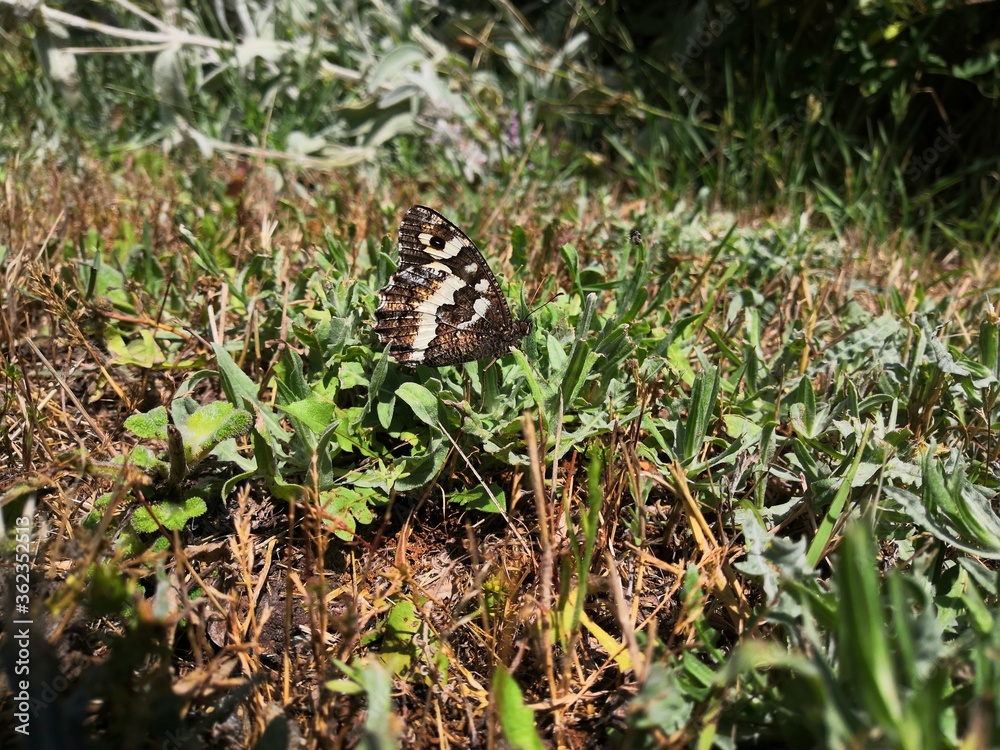 papillon papillon