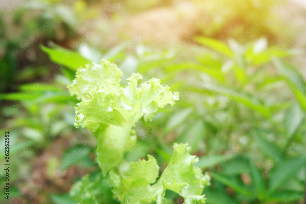 Lactuca sativa salad lettuce are Growing on vegetable garden. Lactuca sativa salad lettuce are Growing on vegetable garden.