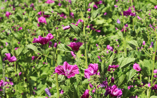 honey bee flying between pink Hibiscus flowers