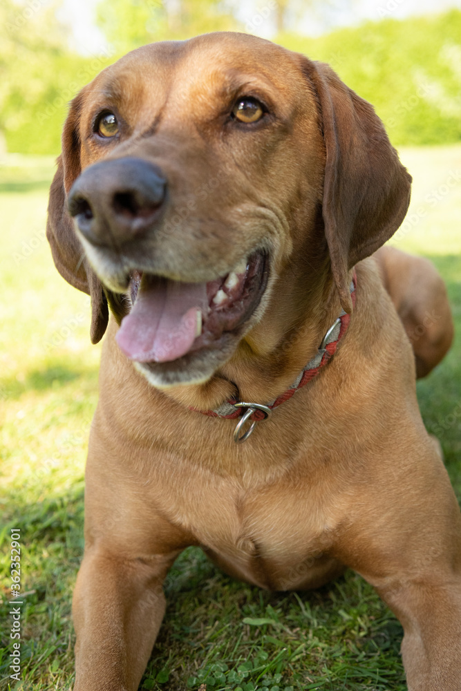 Hunde im Garten