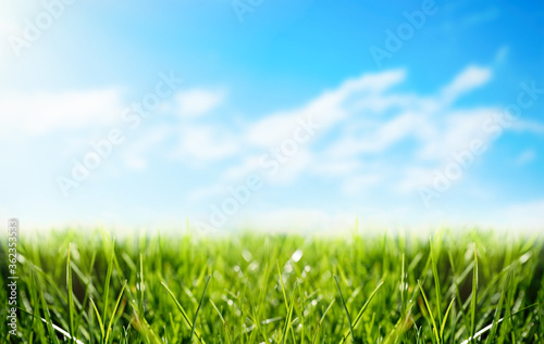 Fototapeta Naklejka Na Ścianę i Meble -  Lush green grass outdoors on sunny day