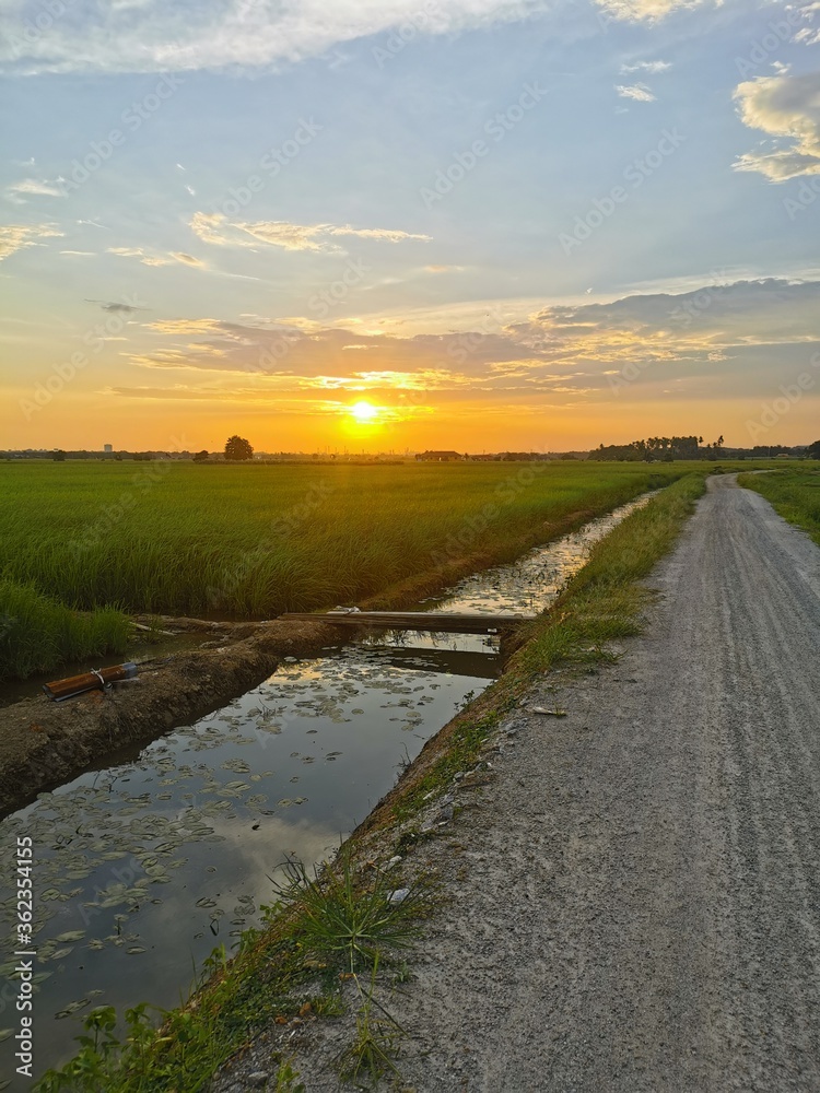 :Small drain inside Paddy field during sunset :Small drain inside Paddy field during sunset