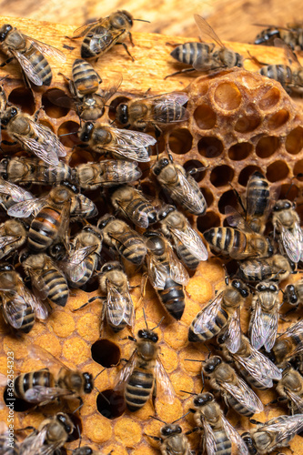 Queen bee. Bee brood on honeycombs. Hatching young bees, pupae, larvae, bee eggs.