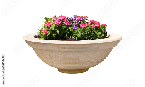 Beautiful flowers in stone plant pot on white background