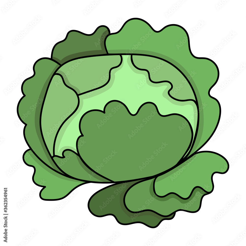 Green vector cabbage. Cartoon hand drawn cabbage Green vector cabbage. Cartoon hand drawn cabbage