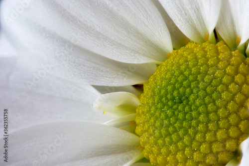 Blooming chamomile flower close-up