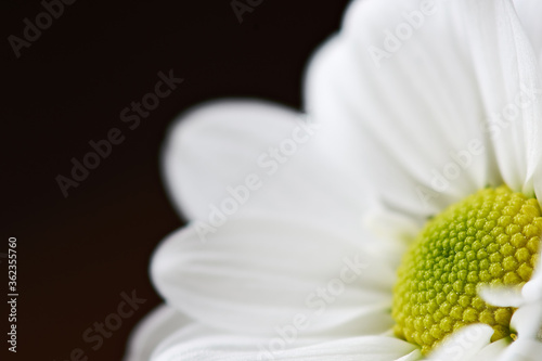 Blooming chamomile flower close-up, on a black background