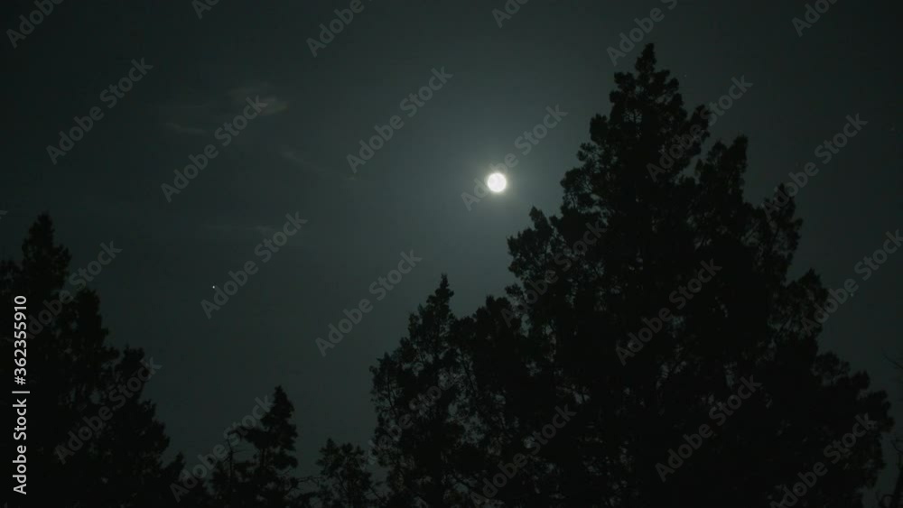 Moon with Tree Moon with Tree