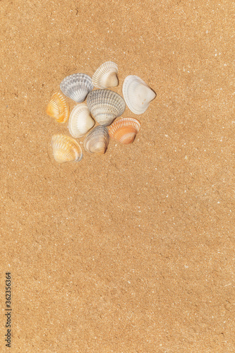 Multi-colored shells lying ...