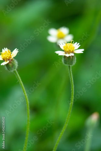 Macro picture of wild flower in rainy season, Thailand show out with white petals and yellow pollen by blur background