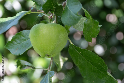 Grüner Apfel am Baum