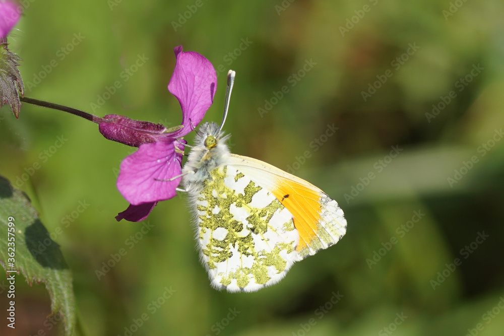 Orange tip (Anthocharis cardamines). Family Pieridae. On the flowers of Annual honesty (Lunaria annua). Crucifers or cabbage family (Brassicaceae). Bergen, Netherlands, April 8, 2020. Orange tip (Anthocharis cardamines). Family Pieridae. On the flowers of Annual honesty (Lunaria annua). Crucifers or cabbage family (Brassicaceae). Bergen, Netherlands, April 8, 2020.