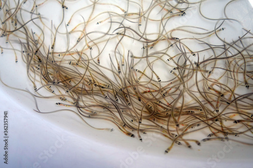 Mass of wriggling glass eels in a white bowl under bright light, with shallow depth of field