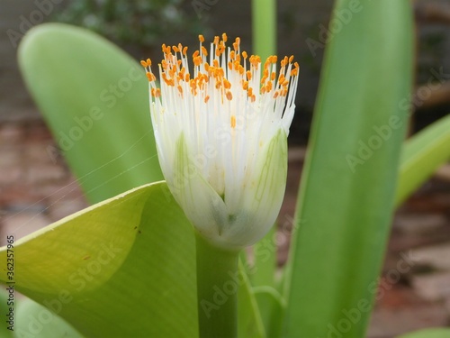 Closeup of Haemanthus Albiflos / White Paint brush Lily Flowers