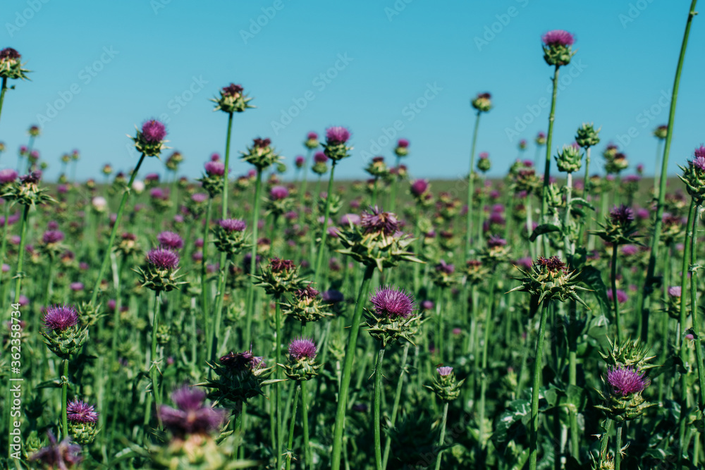 Milk thistle blooms. Growing a medicinal plant on a farm field. Purple flowers. Milk thistle blooms. Growing a medicinal plant on a farm field. Purple flowers.
