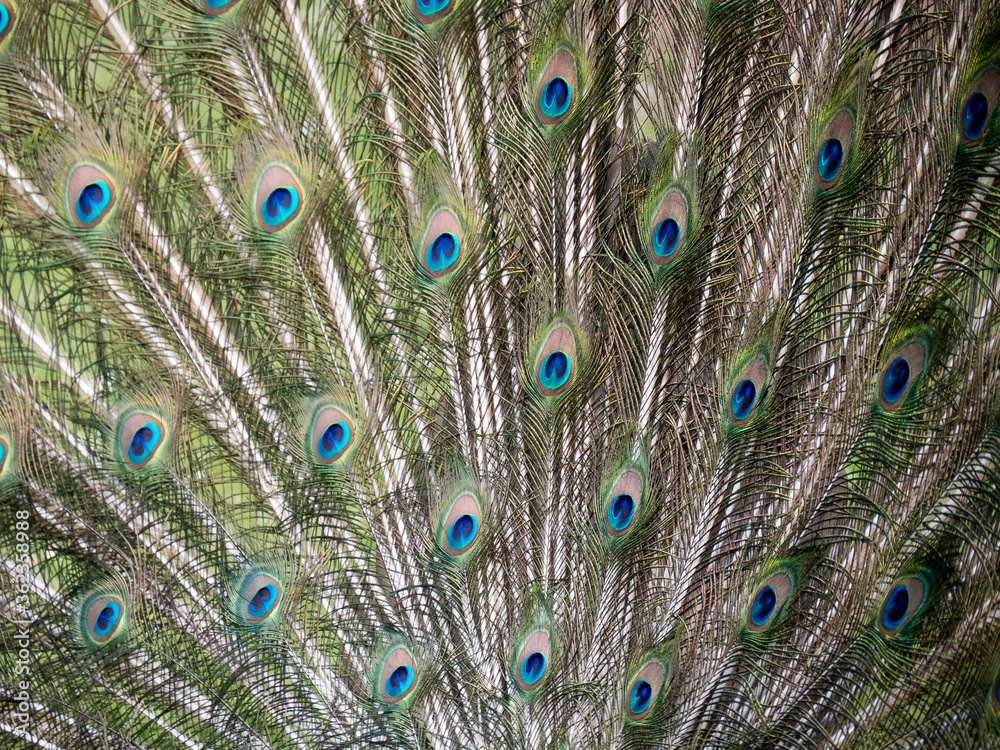 Fototapeta premium paon