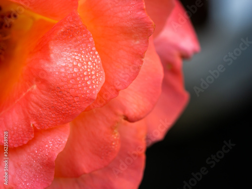 Dew Drops Perched on The Pink Orange Petals Rose