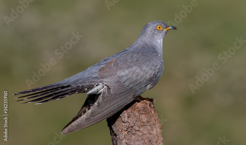 Cuckoo Perched © Simon Stobart