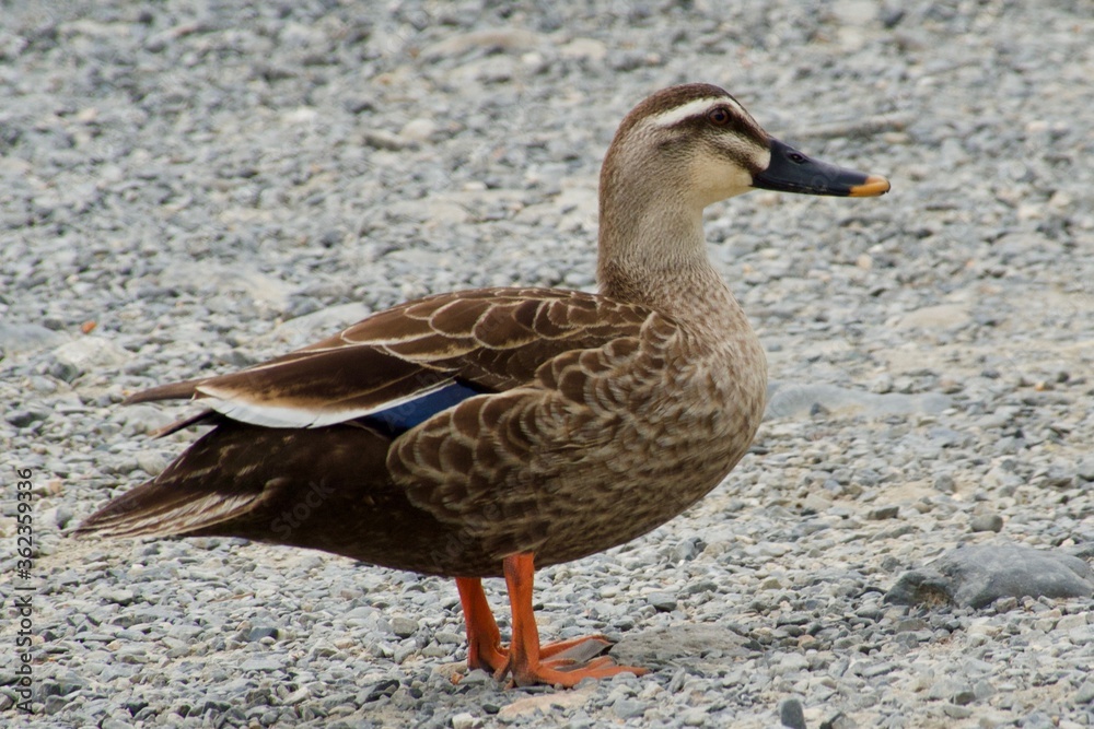 Obraz premium 鴨 Duck