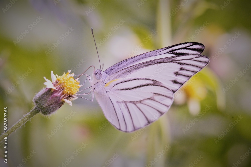 Obraz premium butterfly on flower