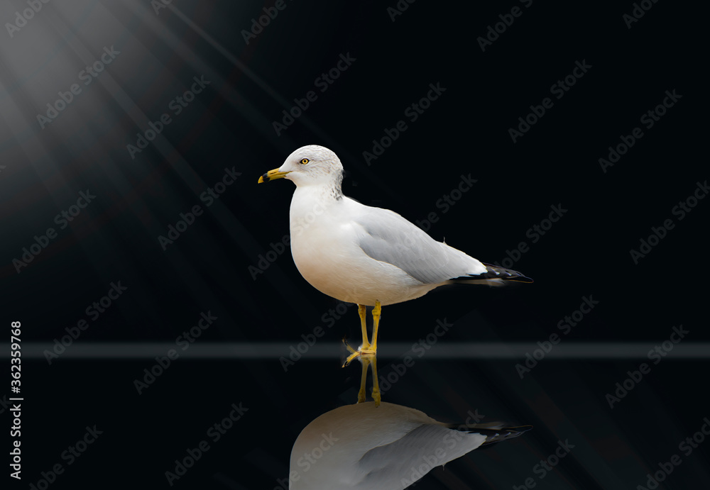 Fototapeta premium White Gull Bird with Black Background