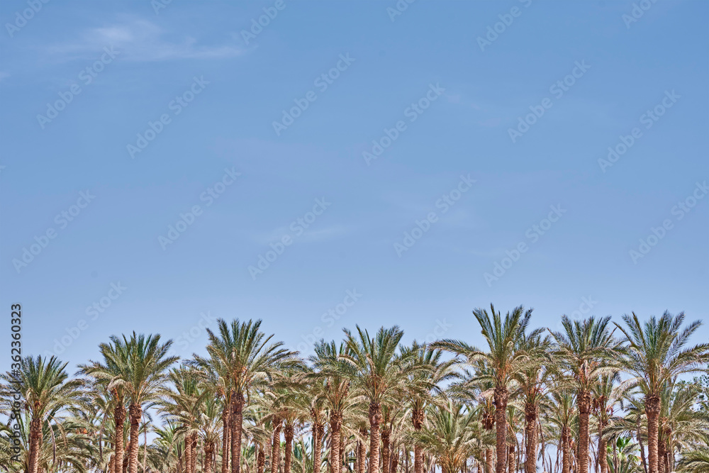 Fototapeta premium Palm trees on beach sea. Tourist season