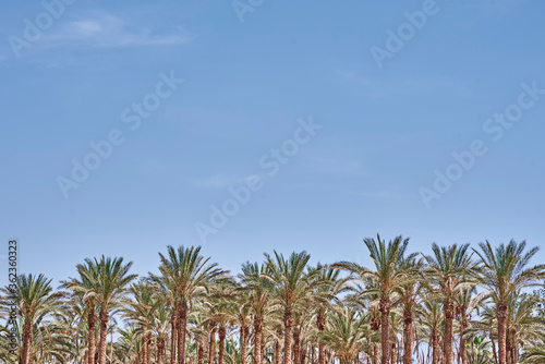 Palm trees on beach sea. Tourist season