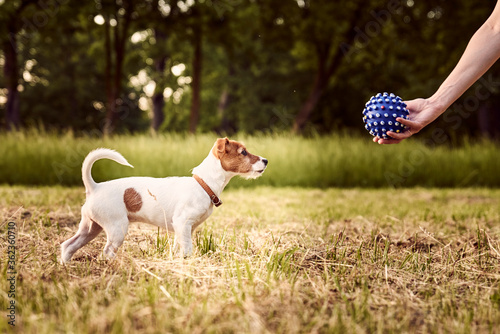 Owner plays with jack russell terrier dog in park