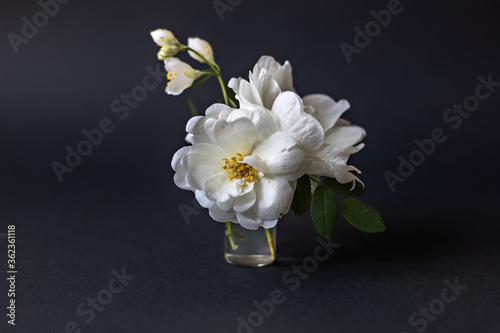 Vase with blooming white dogrose and a sprig of jasmine on a black background