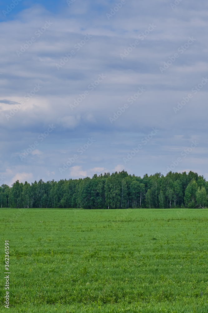 Agricultural field with perennial grass on a background of a beautiful cloudy sky.