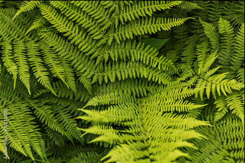 Background from green leaves of fern. Summer time.