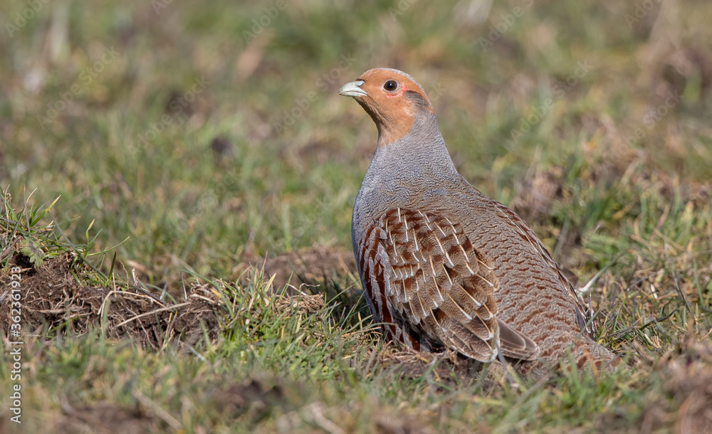 Grey Partridge Grey Partridge