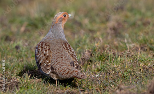 Grey Partridge