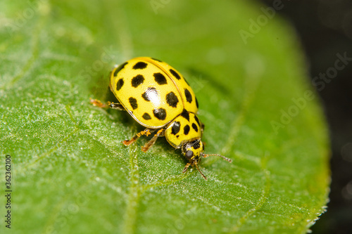 A macro image of a yellow 22 Spot Ladybird - Psyllobora vigintiduopunctata.