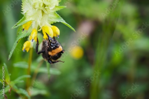 Εκτύπωση καμβά Closeup of a bee on yellow rattle in a field under the sunlight with a blurry ba
