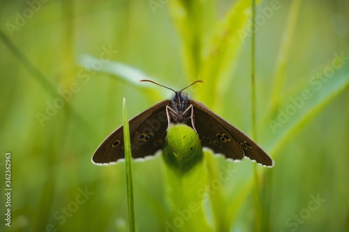 Closeup of a satyrus ferula on the grass under the sunlight with a blurry background photo