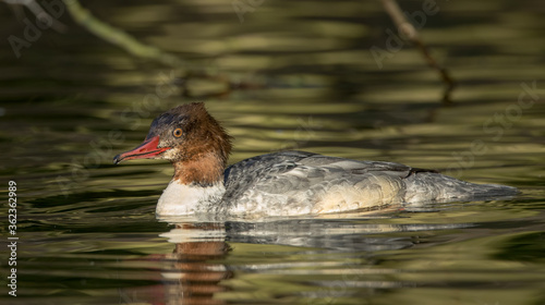 Goosander Female Swimming