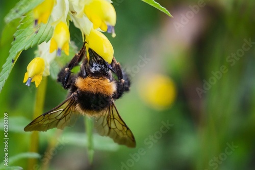 Closeup of a bee on yellow rattle in a field under the sunlight with a blurry background photo