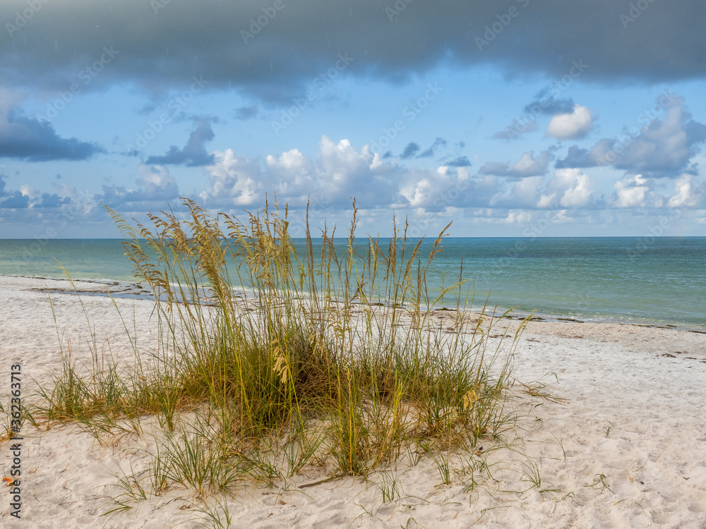 Sera Oats on the beach on the Gulf of Mexico Lido Beach on Lido Key In
