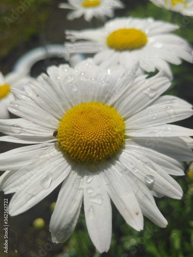 white daisy flower