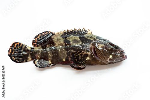 Fresh grouper on a white background